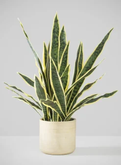 27in Tall Real Touch Real Look Snake Plant in Pot