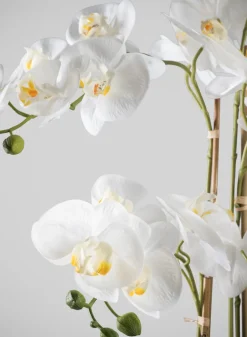 31in Tall Real Touch 5 Stem Blooming Orchid Phalaenopsis in Decorative Ceramic Pot