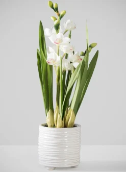 20.5in Tall Real Touch 2 Stem Cymbidium Orchid in Decorative Ceramic Pot