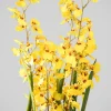 32in Tall Real Touch 6 Stem Giant Orchid Oncidium in Pot