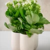5in Tall Sand White Freya Ceramic Cachepot