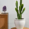 28in Tall San Pedro Desert Cactus Plant with Pot
