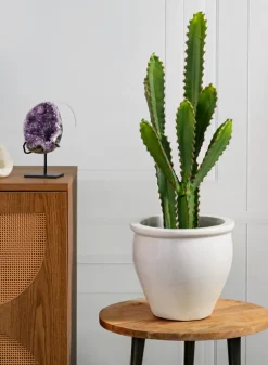 28in Tall San Pedro Desert Cactus Plant with Pot