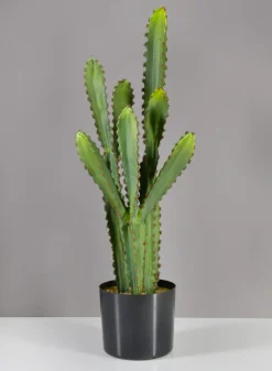 28in Tall San Pedro Desert Cactus Plant with Pot