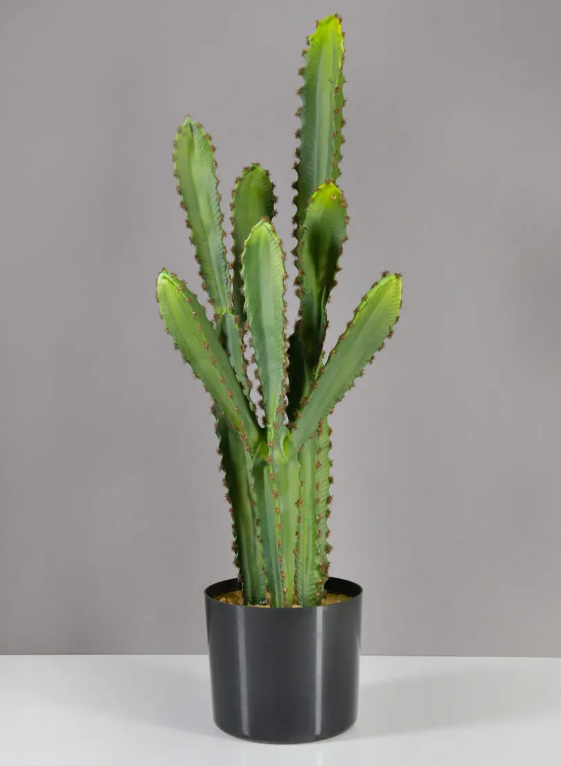 28in Tall San Pedro Desert Cactus Plant with Pot
