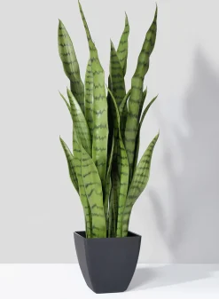 28in Tall Sansevieria Trifasciata Snake Plant