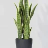 27in Tall Sansevieria Trifasciata Snake Plant