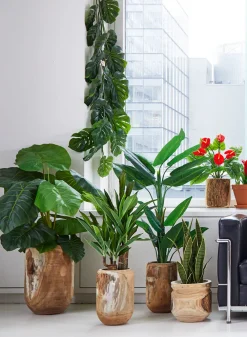 27in Tall Sansevieria Trifasciata Snake Plant
