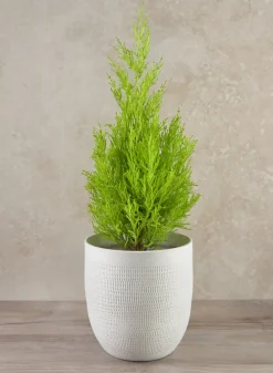 7in Tall Santorini Sand White Ceramic Cachepot