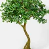 75in Tall Schefflera Umbrella Tree Plant