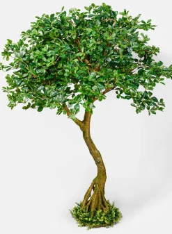 75in Tall Schefflera Umbrella Tree Plant