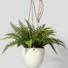 8in Tall Small Boston Fern In Hanging Pot