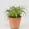 6in Tall Small Potted Tillandsia