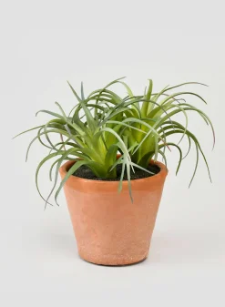 6in Tall Small Potted Tillandsia