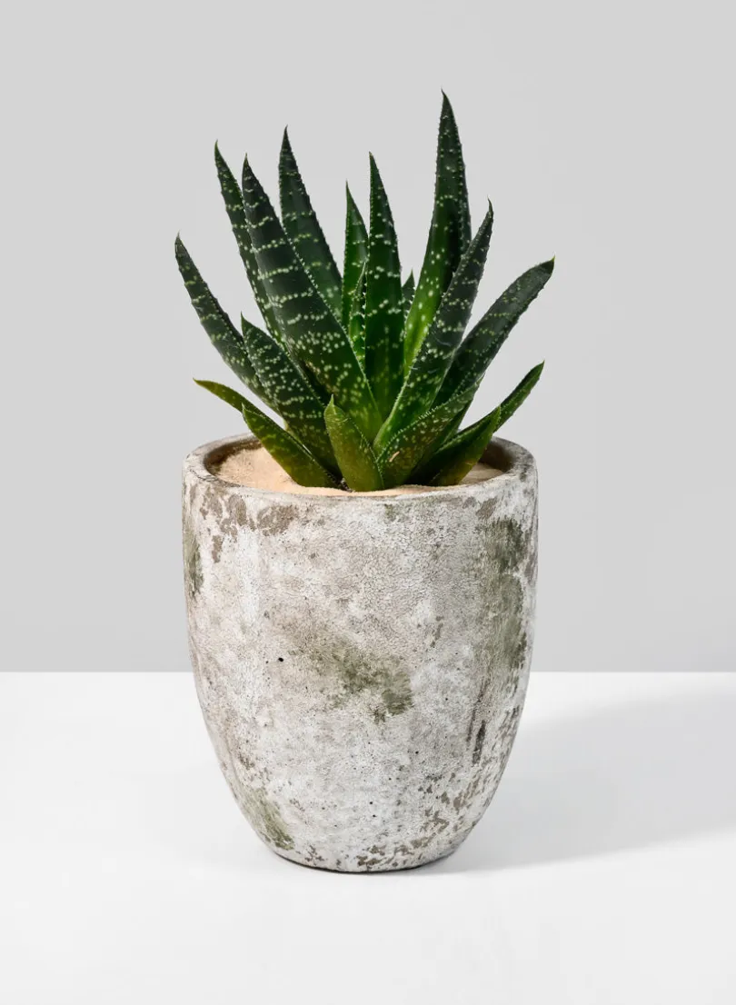 5in Tall Sturgeon Moon Aged Cement Planter