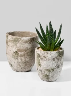 5in Tall Sturgeon Moon Aged Cement Planter