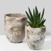 6.25in Tall Sturgeon Moon Aged Cement Planter