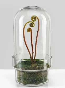 11in Tall Swazi Glass Terrarium, Large