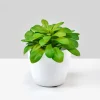 3.5in Tall White Elegance Cachepot, Set of 4