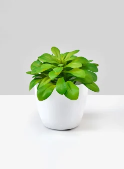 3.5in Tall White Elegance Cachepot, Set of 4