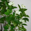84in Tall White Flowering Limelight Hydrangea Plant
