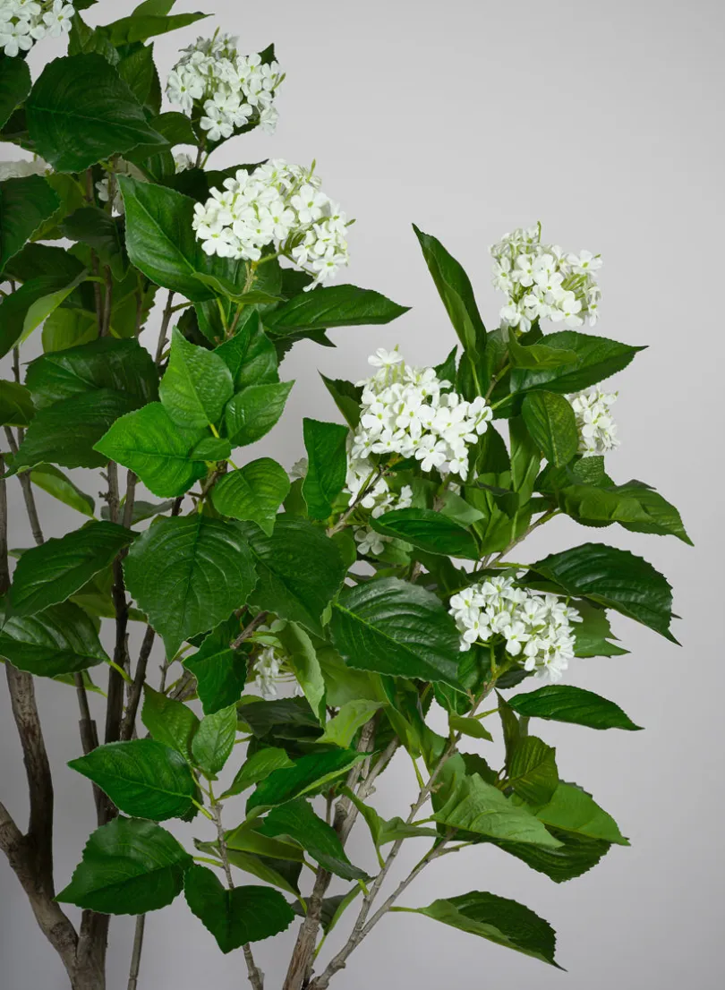 84in Tall White Flowering Limelight Hydrangea Plant
