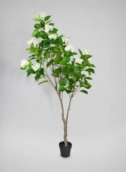 84in Tall White Flowering Limelight Hydrangea Plant