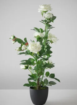 26in Tall White Garden Rose Plant In a Black Pot