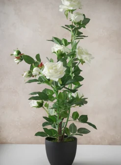 26in Tall White Garden Rose Plant In a Black Pot