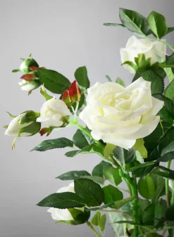 26in Tall White Garden Rose Plant In a Black Pot