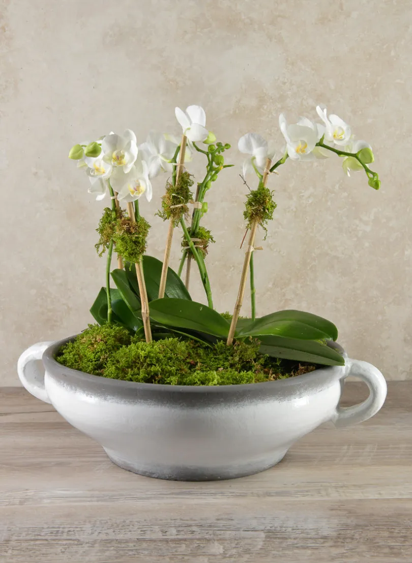 14in Tall White Phalaenopsis Orchid in Driftwood Planter