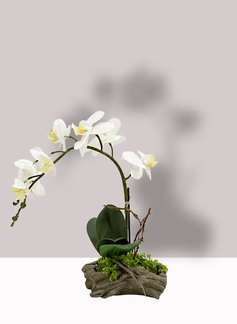 14in Tall White Phalaenopsis Orchid in Driftwood Planter
