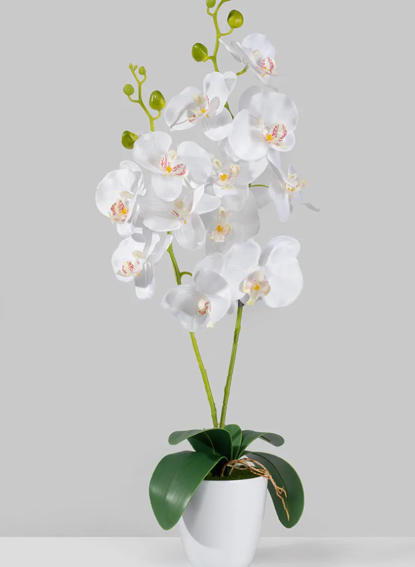27in Tall White Phalaenopsis Orchid In Pot