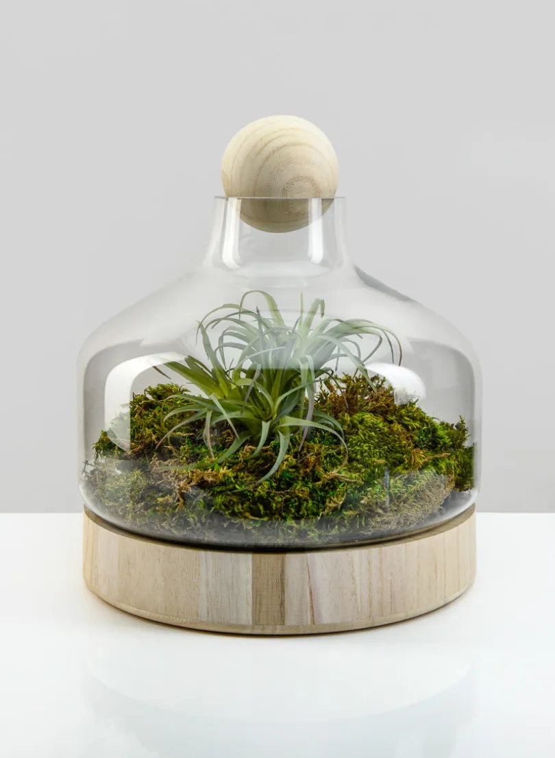 12in Tall Wide Copacabana Glass Terrarium, Large