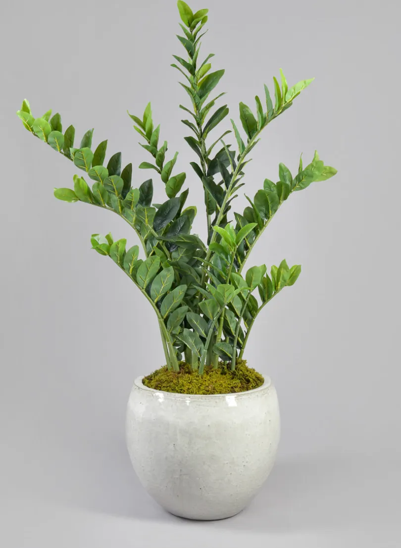 42in Tall Zanzibar Plant