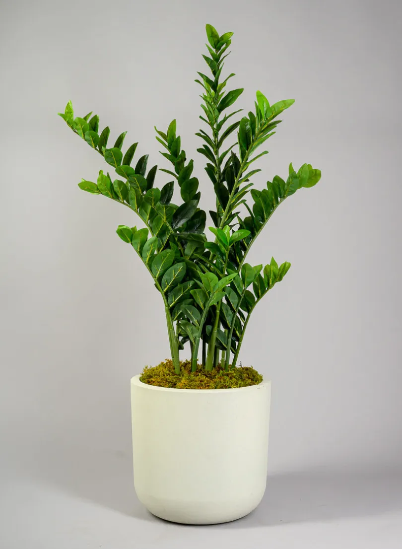 42in Tall Zanzibar Plant