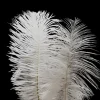 6 - 8in White Mini Ostrich Feather, Set of 2