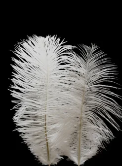 6 - 8in White Mini Ostrich Feather, Set of 2