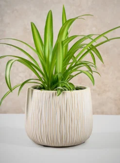 4in Wide Faro Aged White Ceramic Bowl