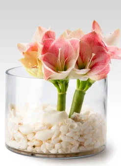 8in Wide Glass Cylinder Vase