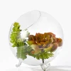 6in Wide Greenhouse Glass Bowl