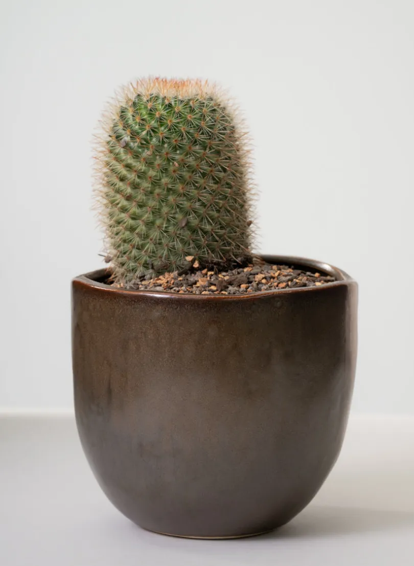 5.75in Wide Mashiko Aged Brown Ceramic Pot
