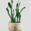 18in Wide Paulownia Wood Fishbowl Pot