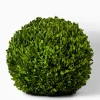 16in Wide Preserved Boxwood Ball