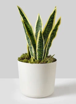 Jardin White Plastic Pot