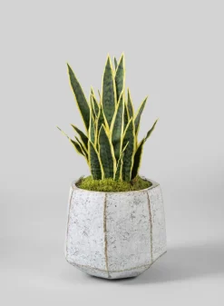 Kesari Aged White Fiberglass Planter