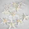 Knobby White Starfish, Set of 10