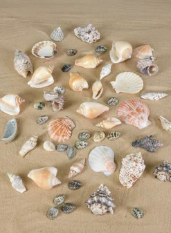 2lb Bag of Mixed Shells
