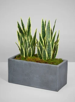 Longine Patio All Weather Light Weight Speckle Grey Polyresin Rectangular Planters