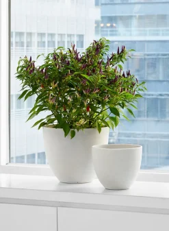 Natural White Sandstone Pots